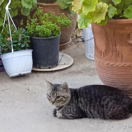 Appartement Athina *